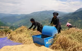 Đồng bào thu hoạch 